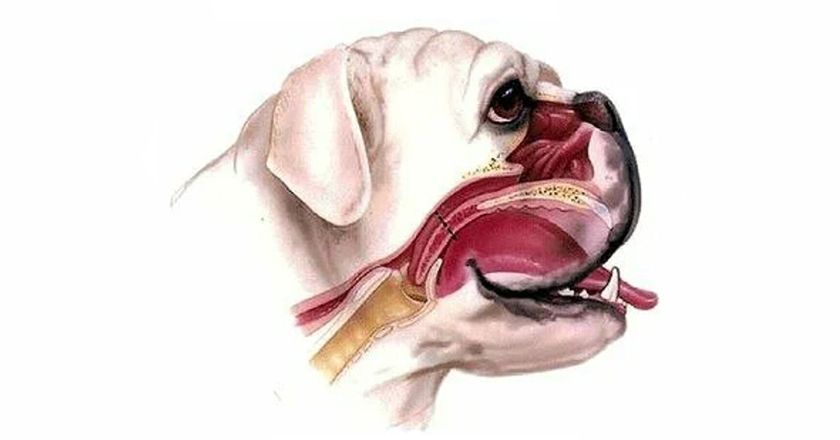 Chien brachycéphale