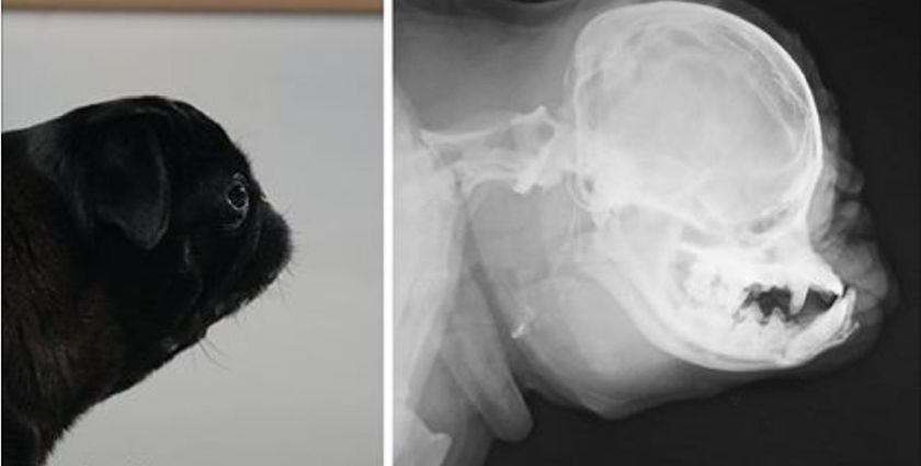 Radiographie d'un brachycéphale