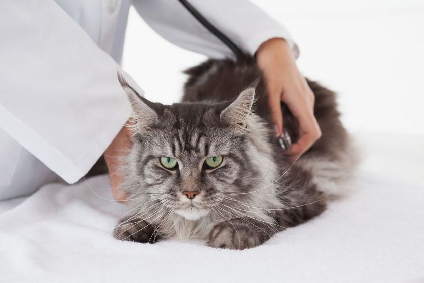 Un chat chez le médecin