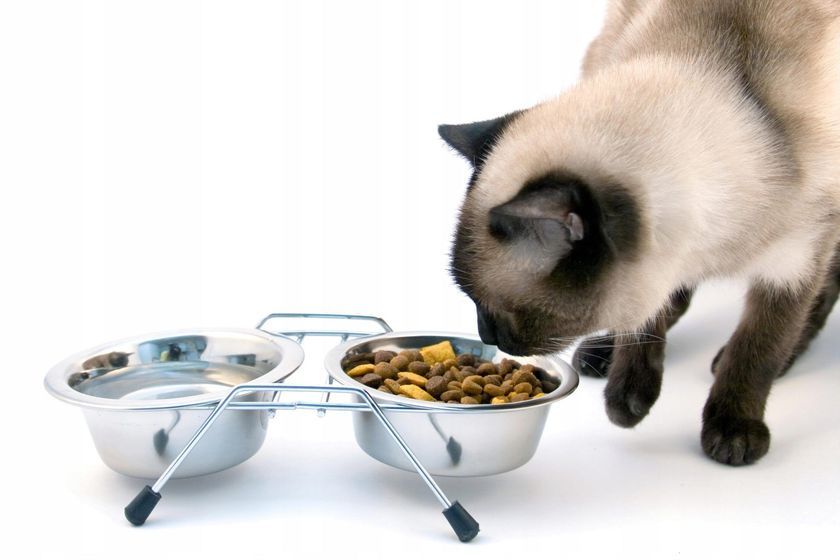 Régime alimentaire pour chat