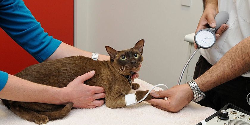 Cardiomyopathie hypertrophique chez le chat