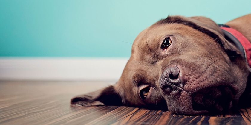 Hypoglycémie chez le chien