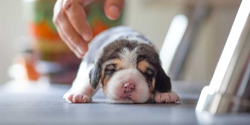 Syndrome du nageur chez les chiots