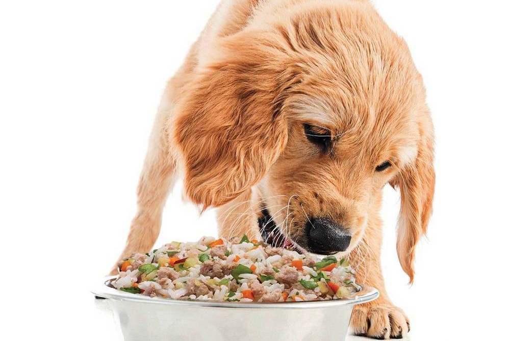 Un chien près d'un bol de porridge