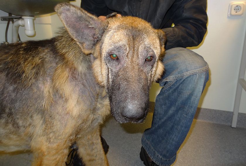 Un chien souffrant d'une carence en vitamines