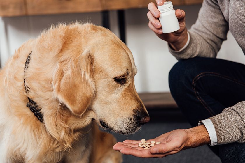 Vitamines pour chiens