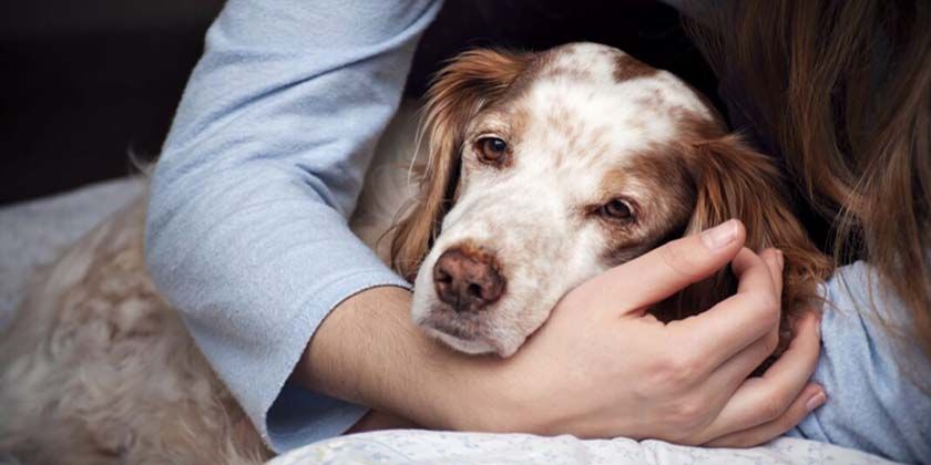 Avitaminose chez les chiens