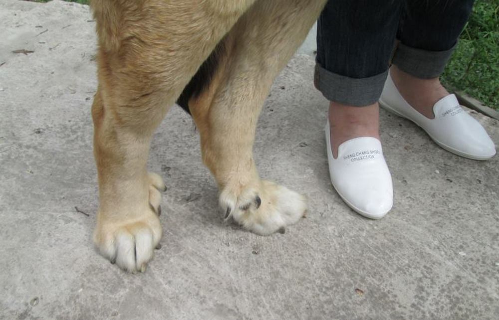 Pattes de chien avec ergots