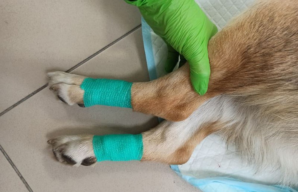 Pattes de chien bandées