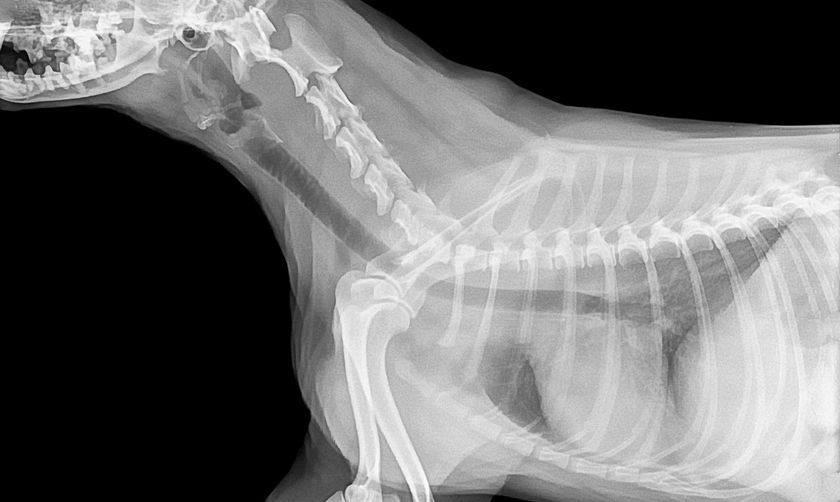 Radiographie d'un chien