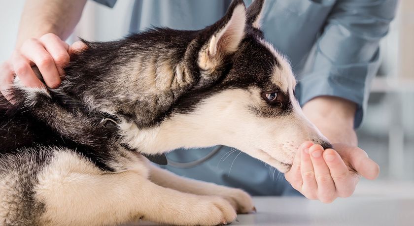 Chien chez le vétérinaire