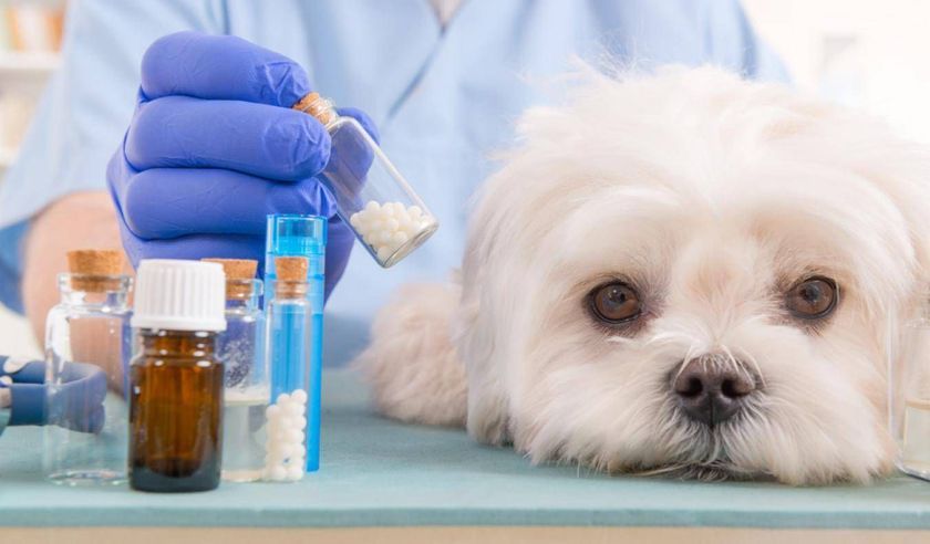 Médicaments pour chiens