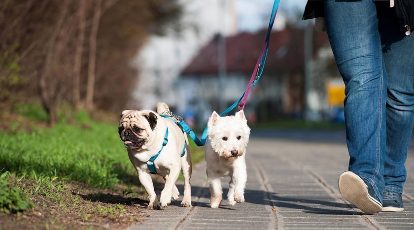 Chiens en promenade