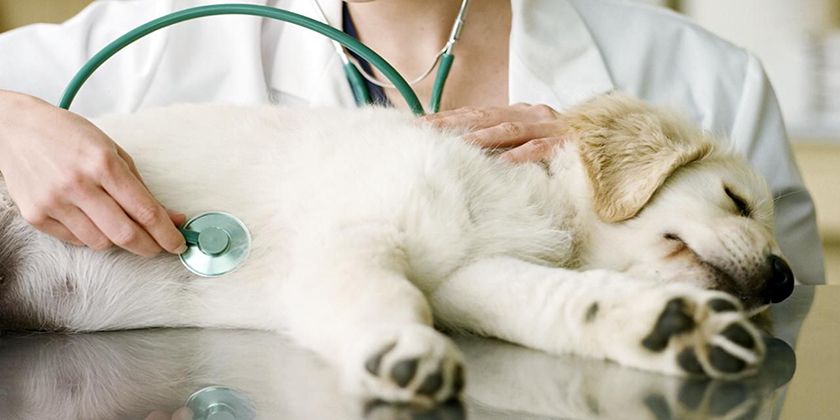 Trachéite chez le chien