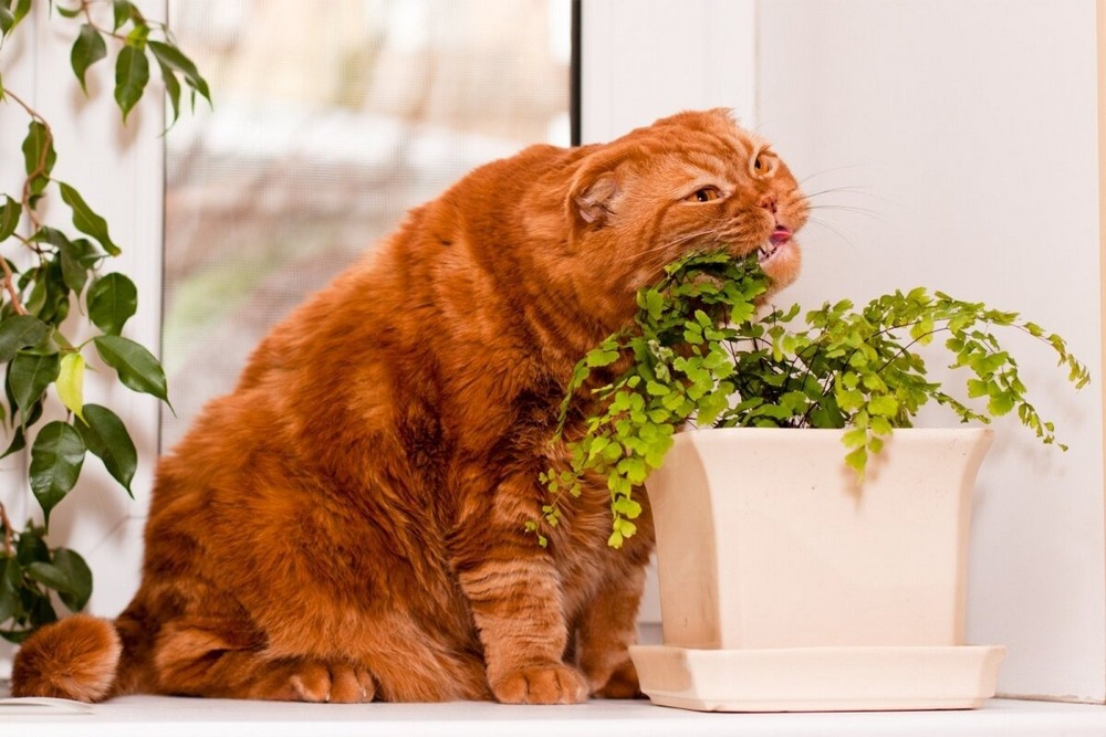 Un chat près d'un pot de fleurs avec une plante