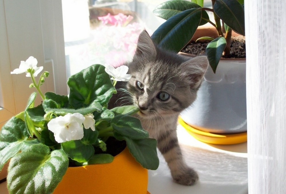 Un chaton près d'une plante d'intérieur