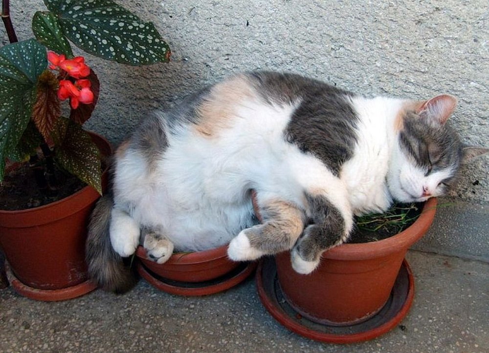 Chat sur des pots de fleurs