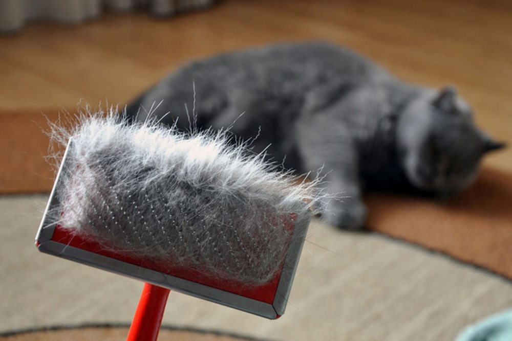 Un peigne pour chat avec des poils sur fond de chat