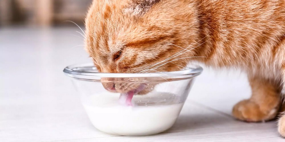 Un chat près d'un bol de lait