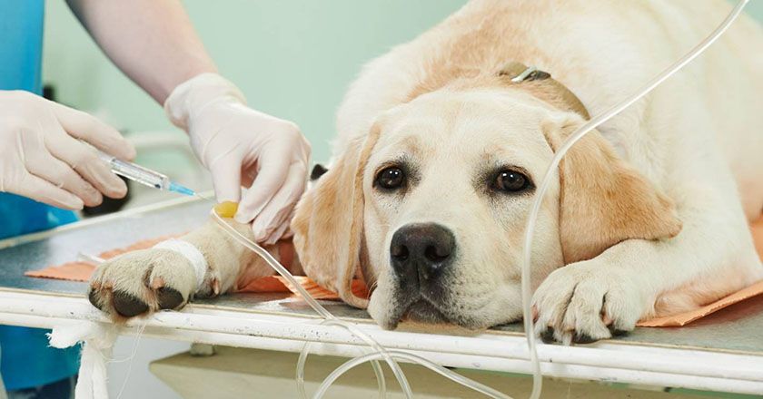 Un chien dans une clinique vétérinaire