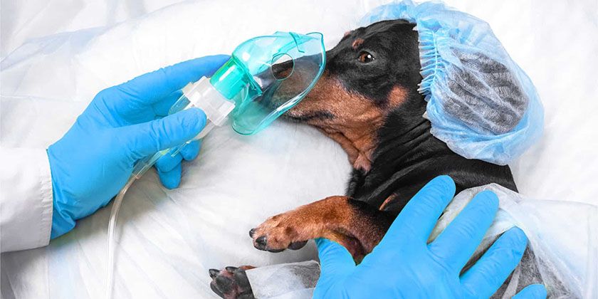 Chien avant l'opération