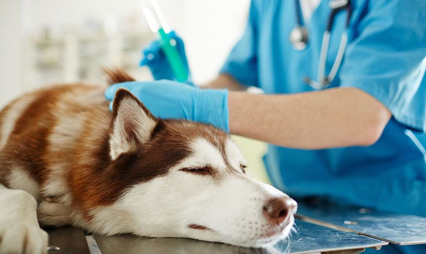 Chien à la clinique