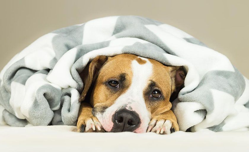 Chien après anesthésie