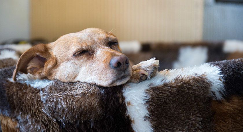 Chien après anesthésie