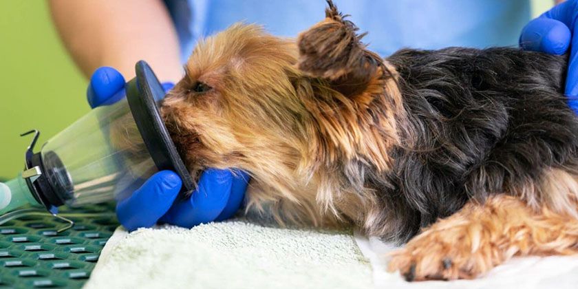 Anesthésie pour chiens