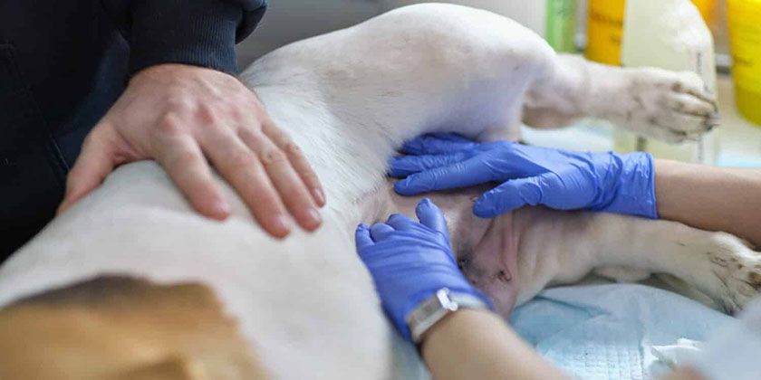 Diagnostic de la péritonite chez le chien