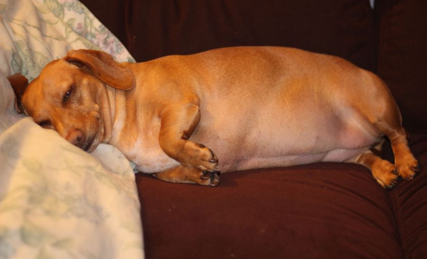 Un chien présentant une suspicion de péritonite