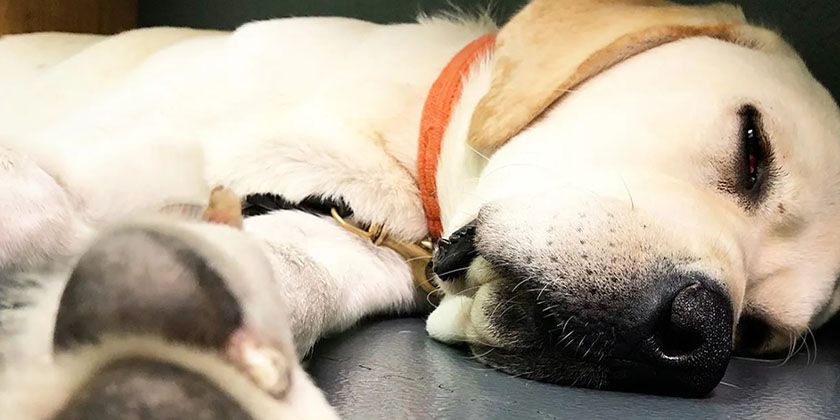 Péritonite chez le chien