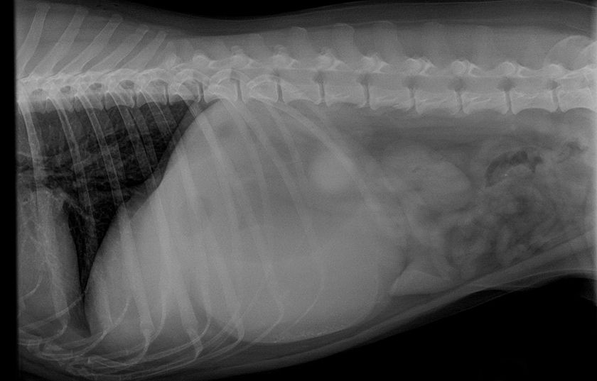 Radiographie d'un chat