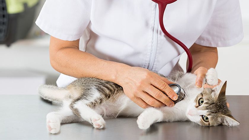 Un chat chez le médecin