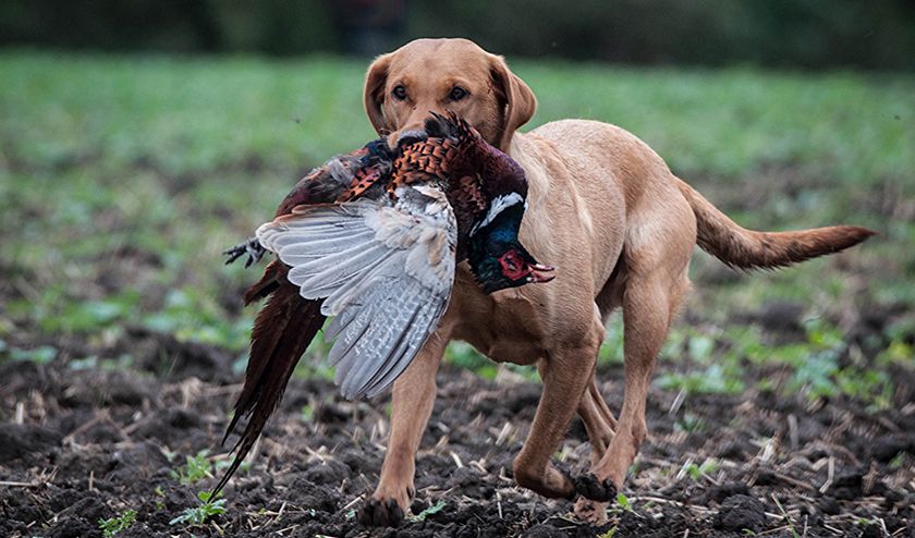 Le chien a attrapé un faisan
