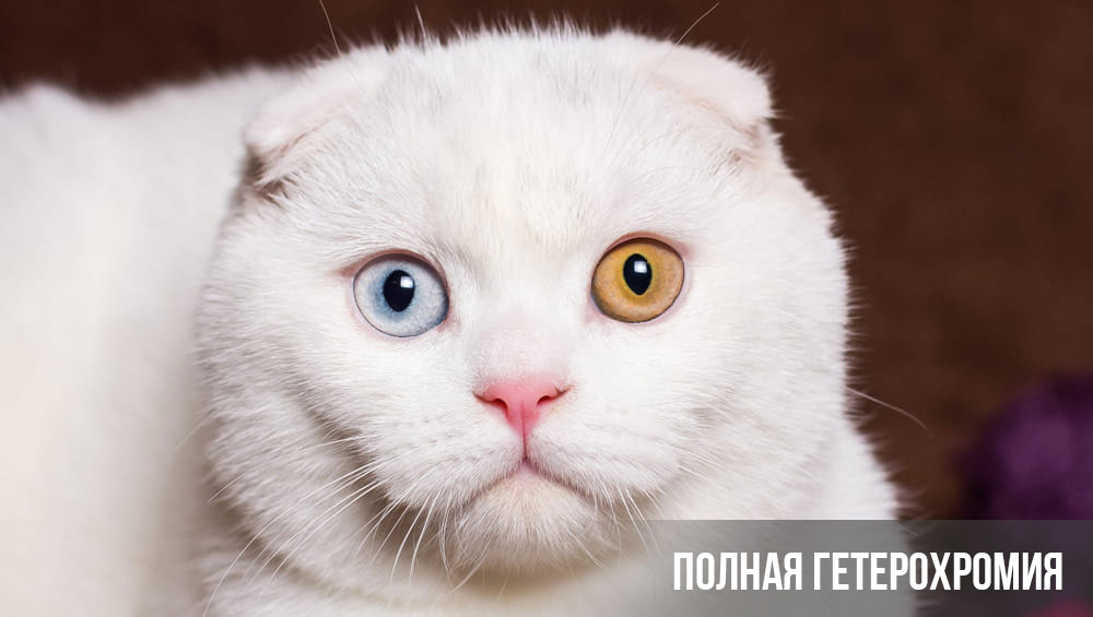 Hétérochromie complète chez un chat