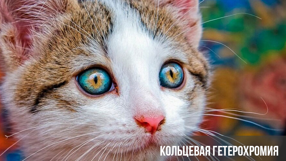 Hétérochromie annulaire chez un chat