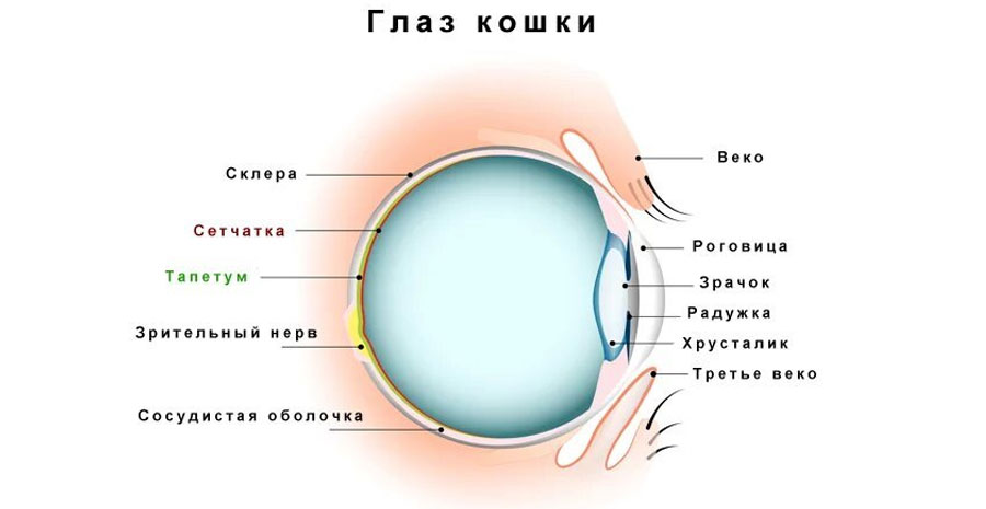 Structure de l'œil du chat