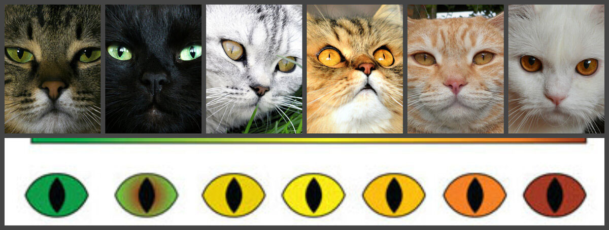 De quelle couleur sont les yeux des chats ?