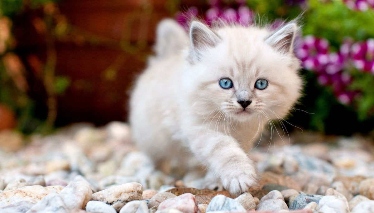 Chaton aux yeux bleus
