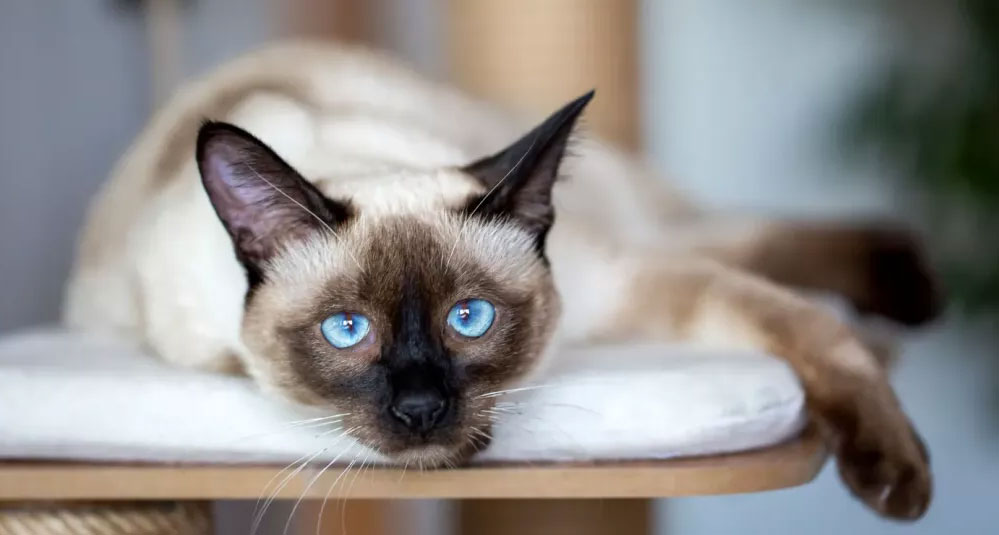 Chat siamois aux yeux bleus