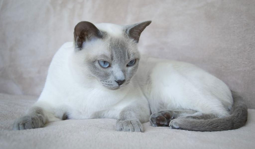 Yeux de chat tonkinois