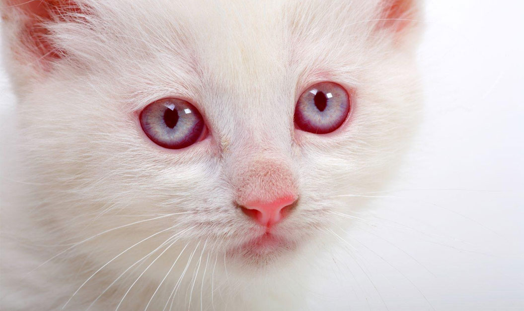 Chaton albinos