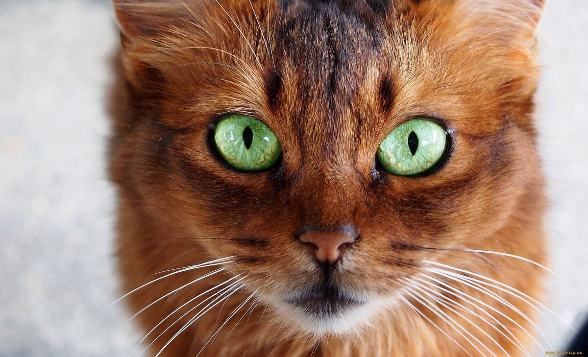 Un chat aux yeux verts