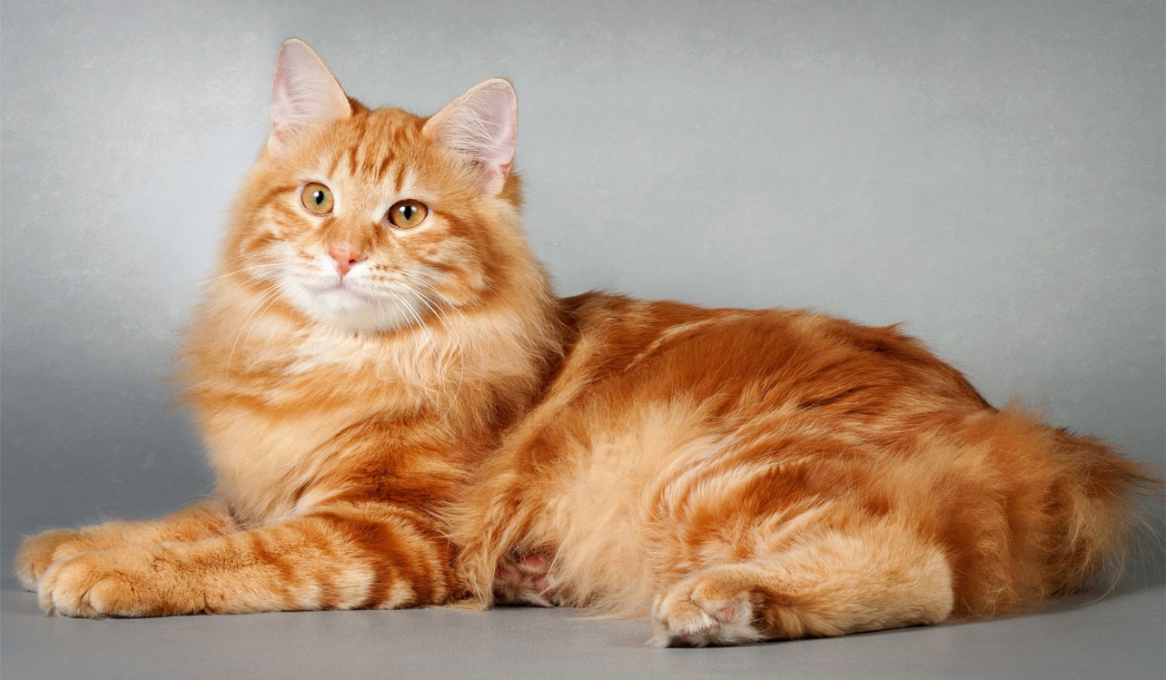 Comment appeler un chat roux