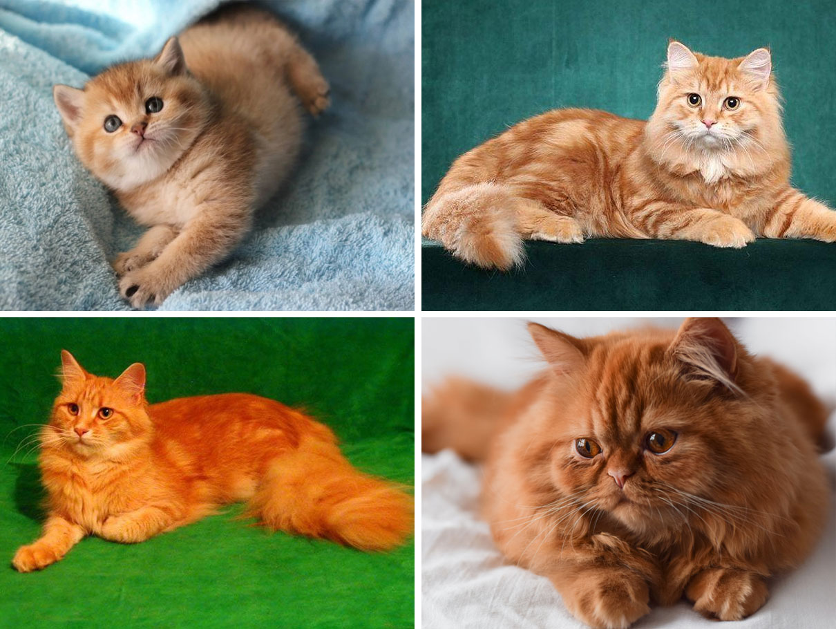 Une palette de nuances de rouge pour les chats