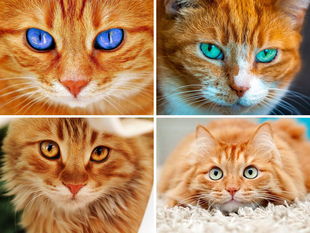 Couleur des yeux d'un chat roux