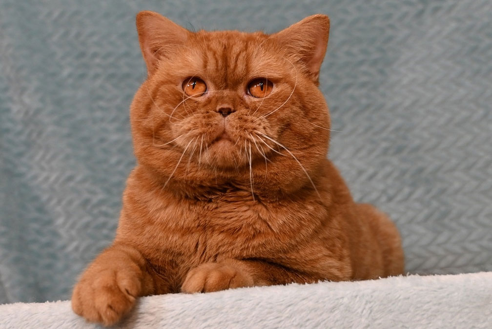 Comment appeler un chat roux à poil court