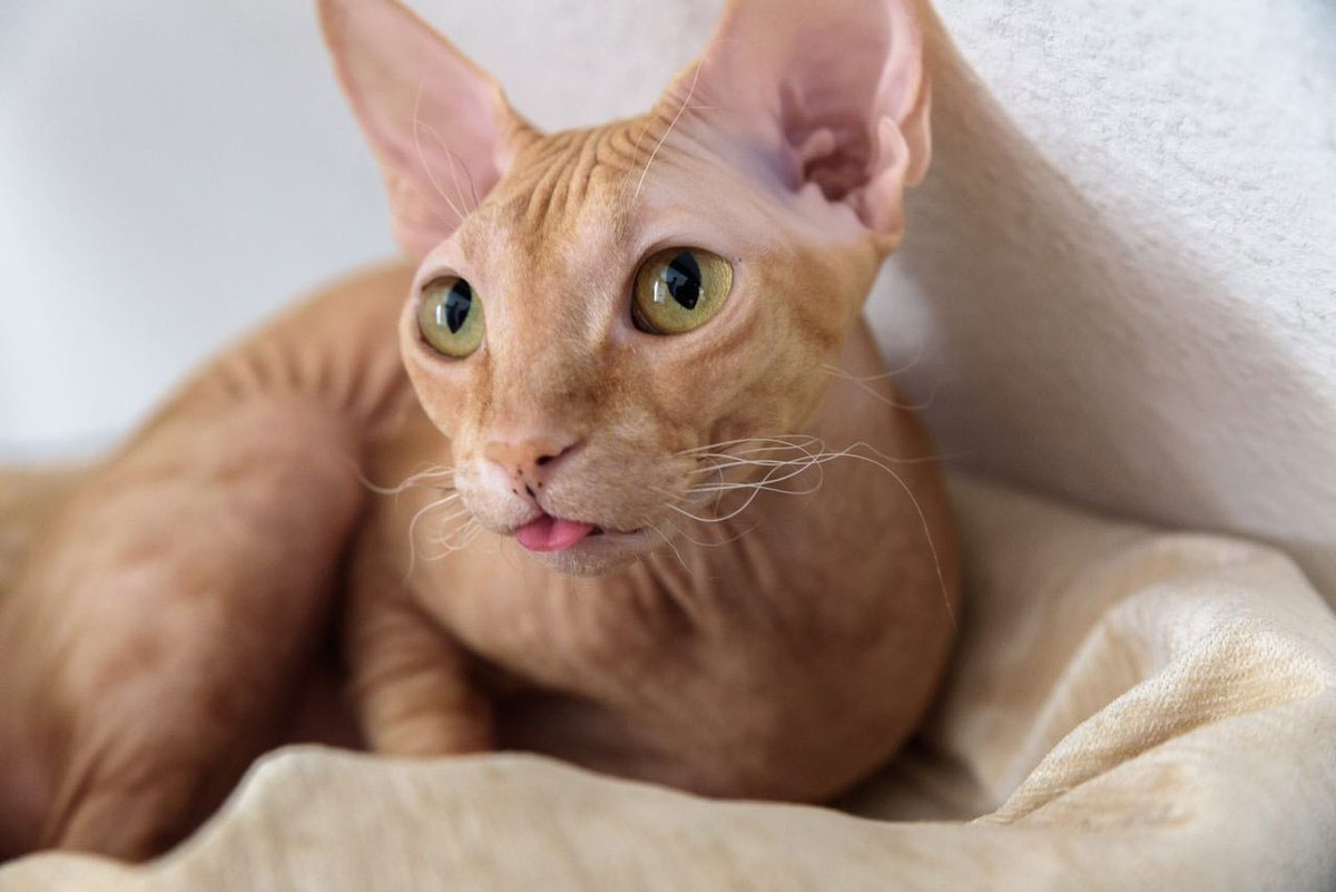 Comment appeler un chat roux sans poils