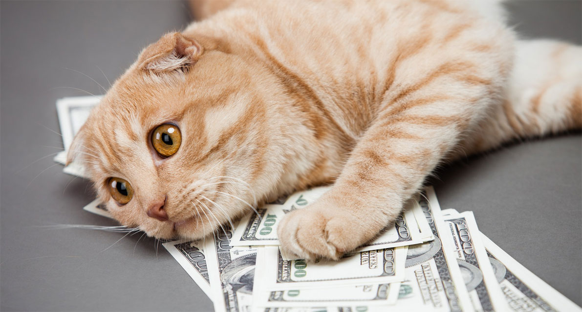 Un nom qui porte chance pour un chat roux